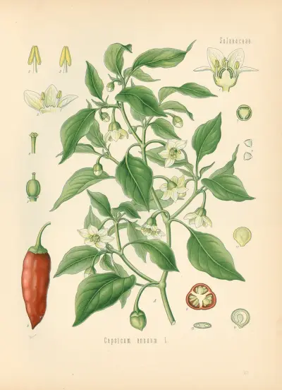 Capsicum annuum av Gustav Pabst