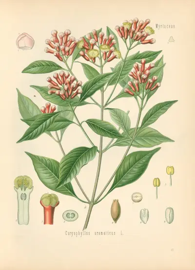 Caryophyllus aromaticus av Gustav Pabst