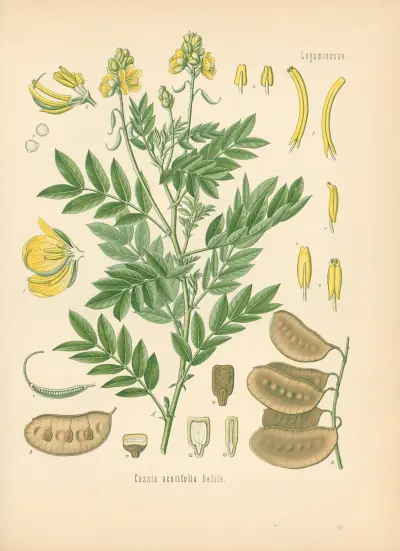 Cassia acutifolia av Gustav Pabst