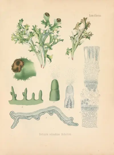 Cetraria islandica Acharius av Gustav Pabst