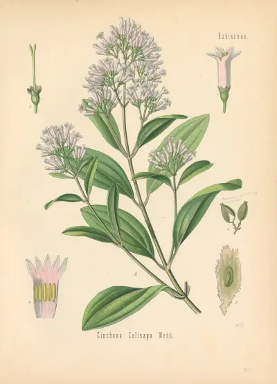 Cinchona Calisaya av Gustav Pabst