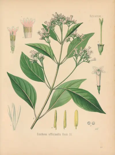 Cinchona officinalis av Gustav Pabst