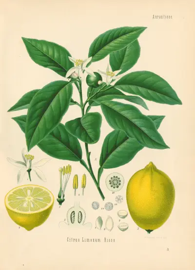 Citrus Limonum av Gustav Pabst