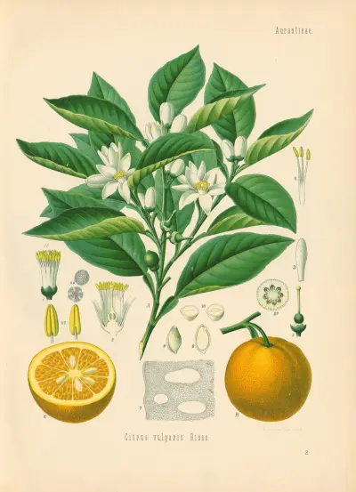 Citrus vulgaris av Gustav Pabst