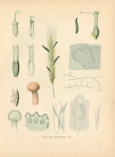 Claviceps purpurea av Gustav Pabst