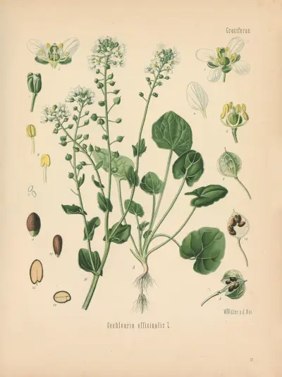 Cochlearia officinalis av Gustav Pabst