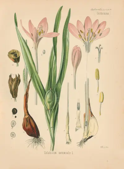 Colchicum autumnale av Gustav Pabst