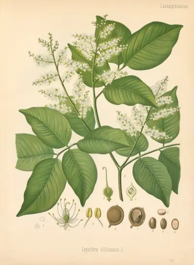 Copaifera officinalis av Gustav Pabst