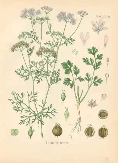 Koriander (Coriandrum sativum) av Gustav Pabst