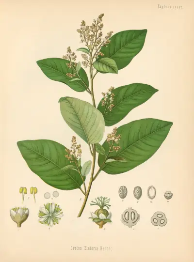 Croton Eluteria av Gustav Pabst