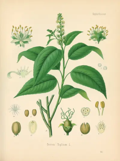 Croton Tiglium av Gustav Pabst