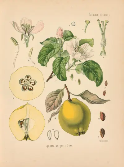Cydonia vulgaris av Gustav Pabst