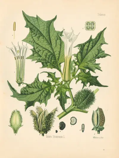 Datura Stramonium av Gustav Pabst