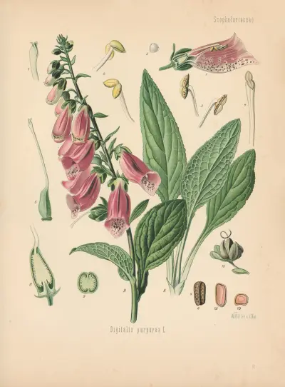 Digitalis purpurea av Gustav Pabst