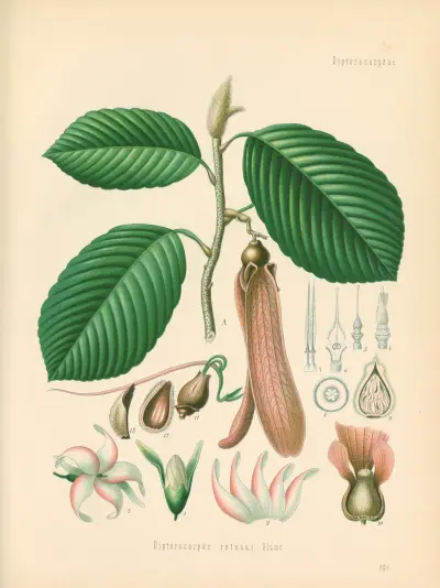 Dipterocarpus retusus, Gustav Pabst