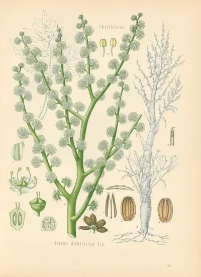 Dorema Ammoniacum av Gustav Pabst