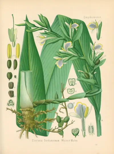 Elettaria Cardamomum av Gustav Pabst