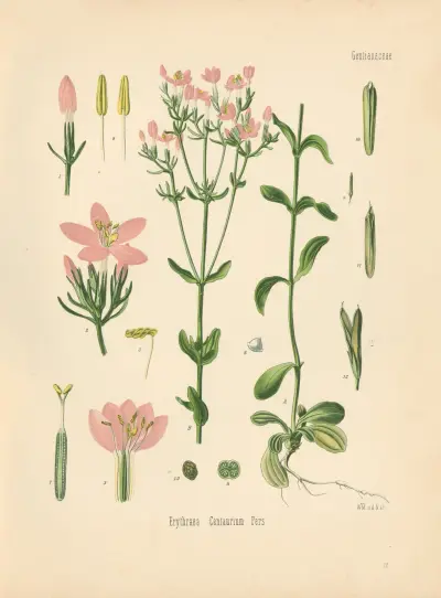 Erythraea Centaurium av Gustav Pabst
