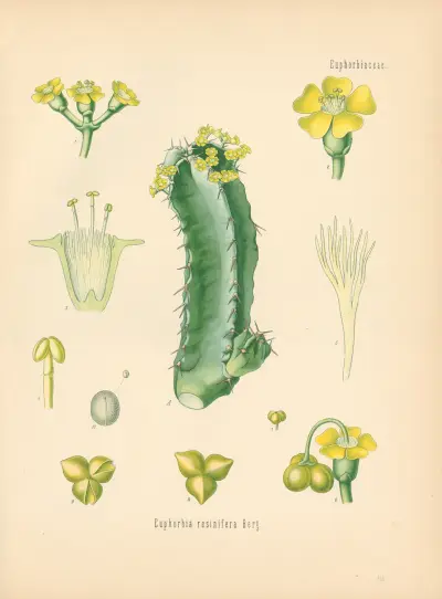 Euphorbia resinifera av Gustav Pabst