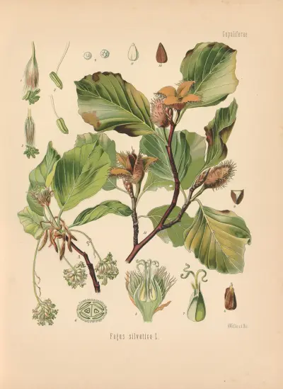 Fagus silvatica av Gustav Pabst
