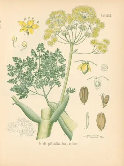 Ferula galbaniflua av Gustav Pabst