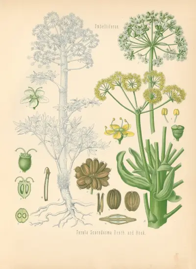 Ferula Scorodosma av Gustav Pabst