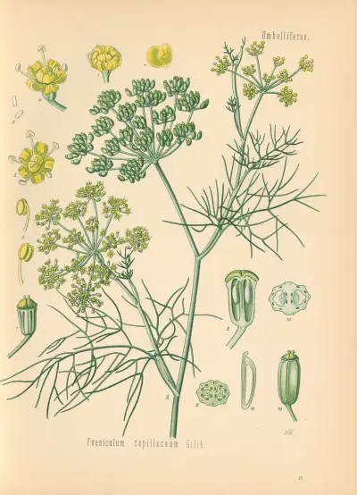 Foeniculum capillaceum av Gustav Pabst