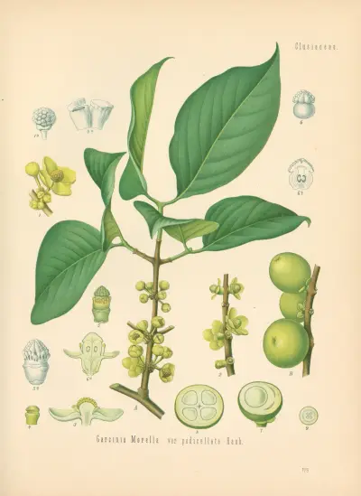 Garcinia Morella av Gustav Pabst