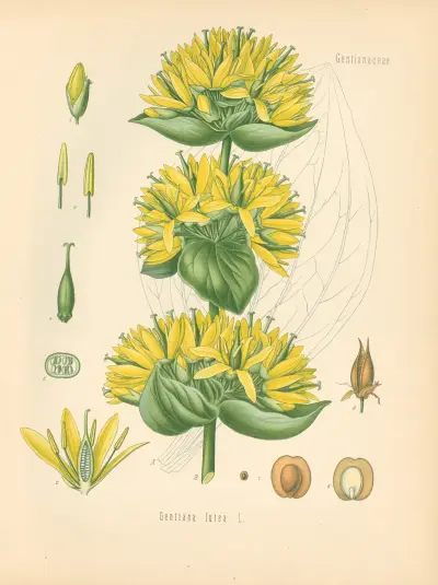 Gentiana lutea av Gustav Pabst