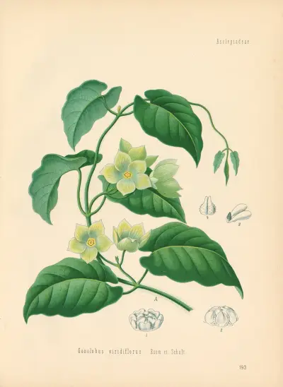 Gonolobus Condurango av Gustav Pabst