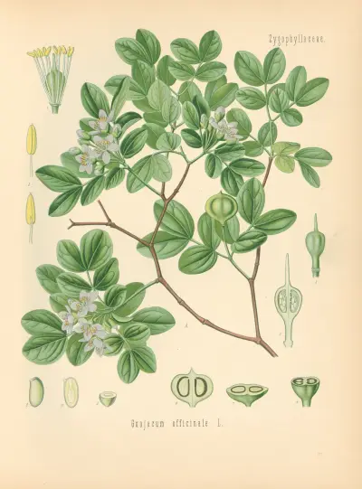 Guajacum officinale av Gustav Pabst