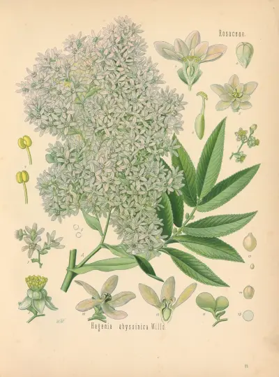 Hagenia abyssinica av Gustav Pabst