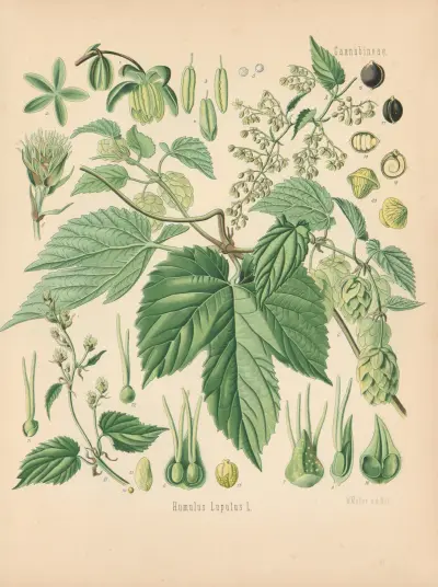 Humulus Lupulus, Gustav Pabst