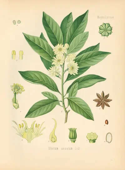 Illicium anisatum av Gustav Pabst