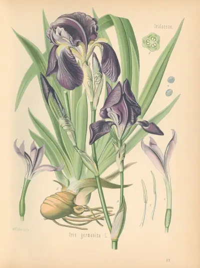 Iris germanica av Gustav Pabst