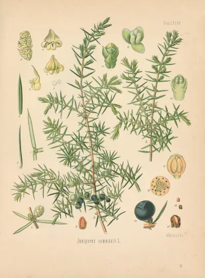 Juniperus communis av Gustav Pabst