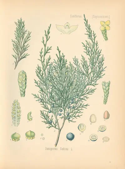 Juniperus Sabina av Gustav Pabst