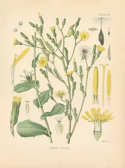 Lactuca virosa av Gustav Pabst