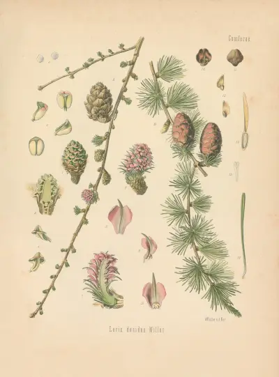 Larix decidua av Gustav Pabst