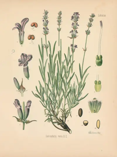 Lavandula vera av Gustav Pabst