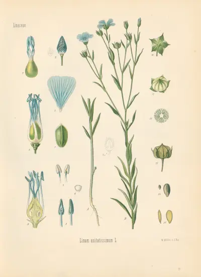 Linum usitatissimum av Gustav Pabst