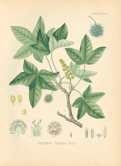 Liquidambar orientalis av Gustav Pabst