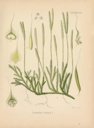 Lycopodium clavatum, Gustav Pabst