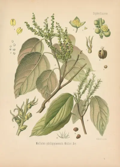 Mallotus philippinensis av Gustav Pabst