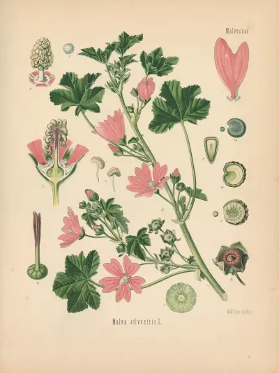Malva silvestris av Gustav Pabst