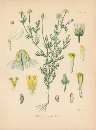 Matricaria Chamomilla av Gustav Pabst
