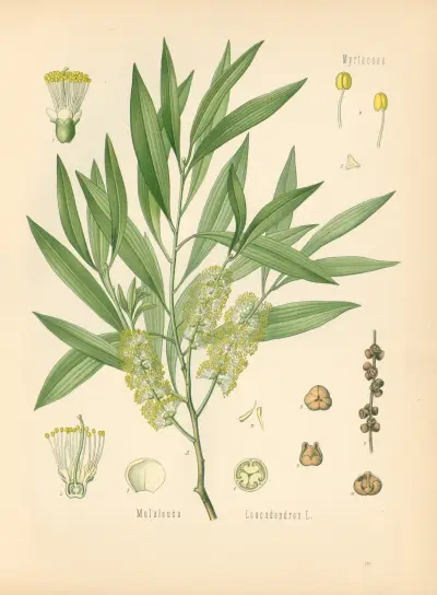 Melaleuca Leucadendron av Gustav Pabst