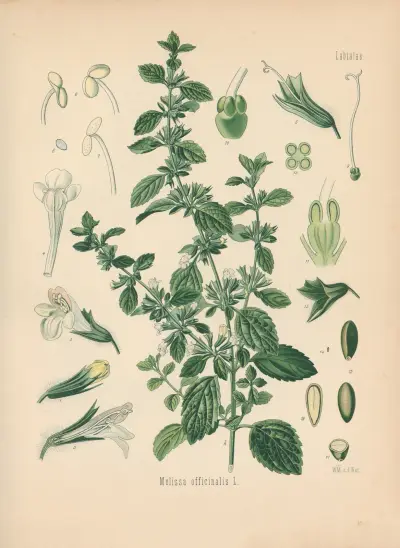 Melissa officinalis av Gustav Pabst
