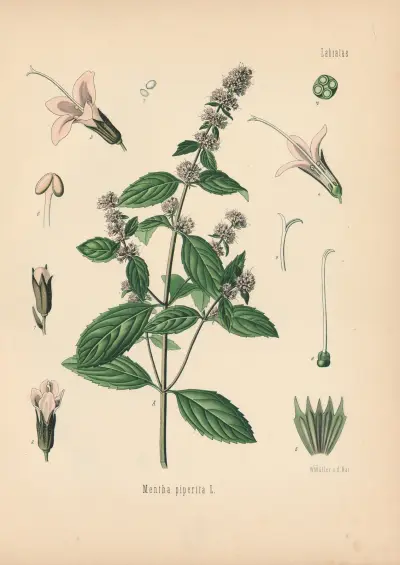 Mentha piperita av Gustav Pabst