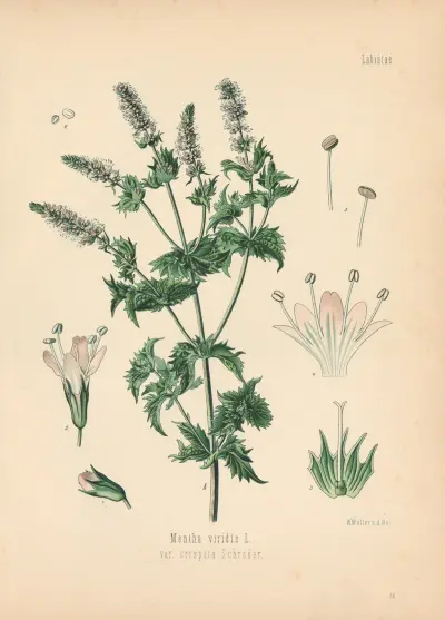 Mentha viridis av Gustav Pabst